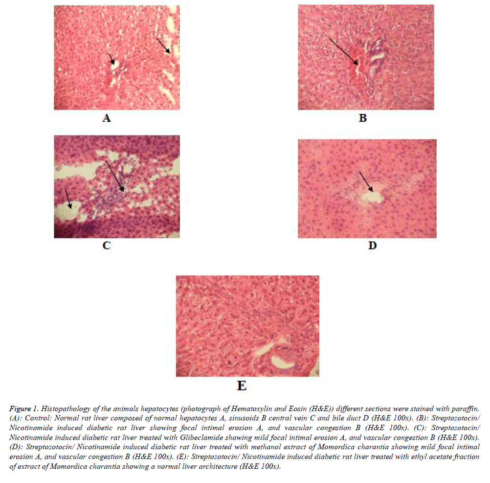 biomedres-Histopathology