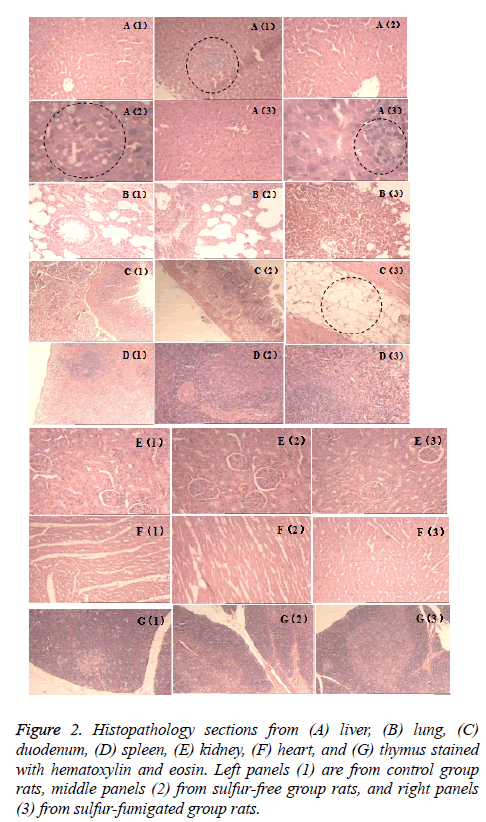 biomedres-Histopathology-sections