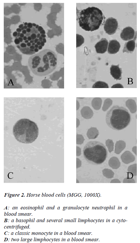 biomedres-Horse-blood-cells-MGG