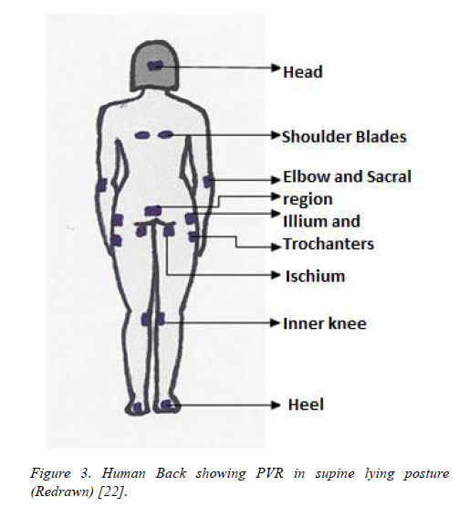 biomedres-Human-Back-showing