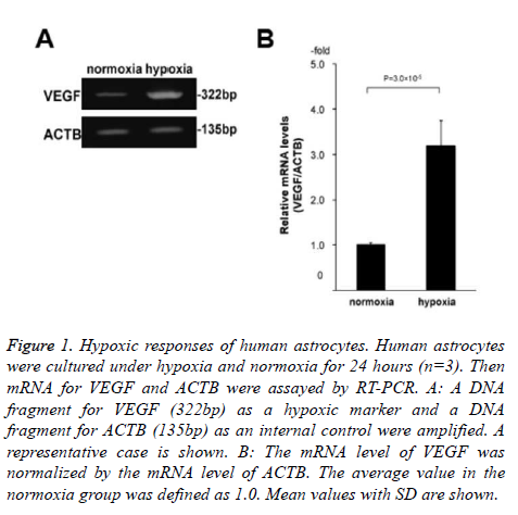 biomedres-Hypoxic-responses-human