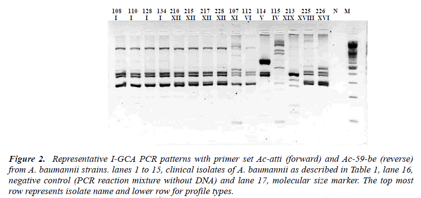 biomedres-I-GCA-PCR-patterns