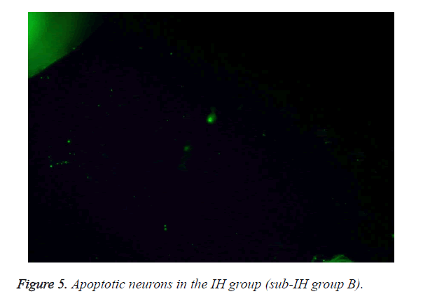 biomedres-IH-group