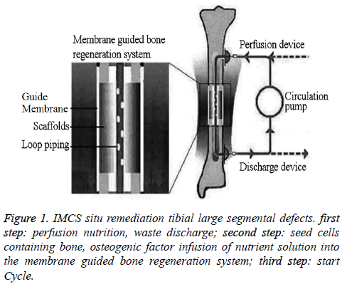 biomedres-IMCS-situ