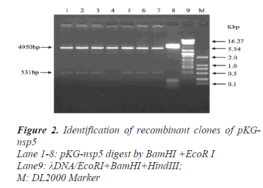 biomedres-Identification