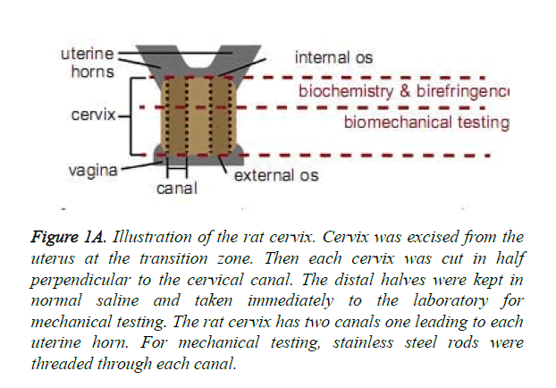 biomedres-Illustration-rat-cervix