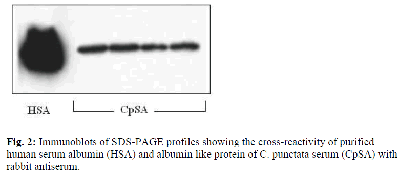 biomedres-Immunoblots-SDS-PAGE-profiles