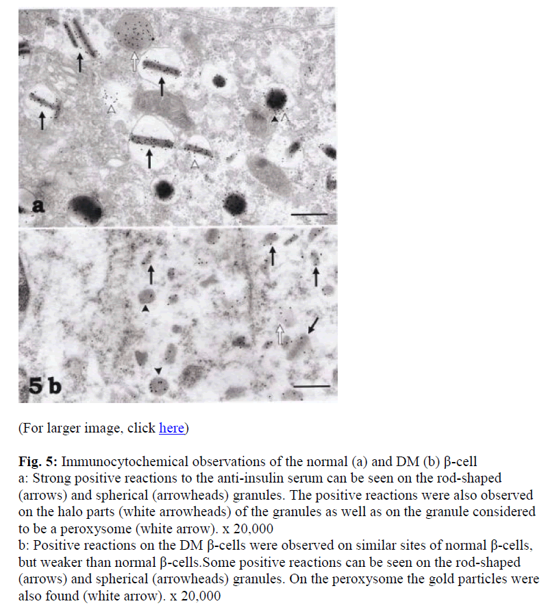 biomedres-Immunocytochemical-observations