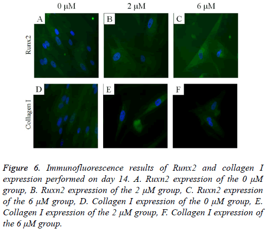 biomedres-Immunofluorescence-results