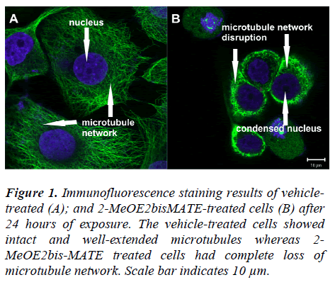 biomedres-Immunofluorescence-staining