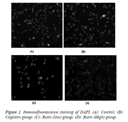 biomedres-Immunofluorescence-staining