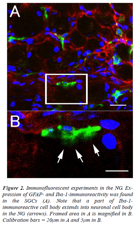 biomedres-Immunofluorescent-experiments-NG