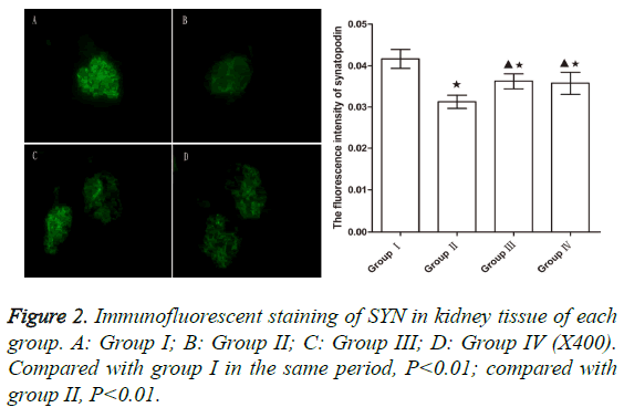 biomedres-Immunofluorescent-staining-SYN