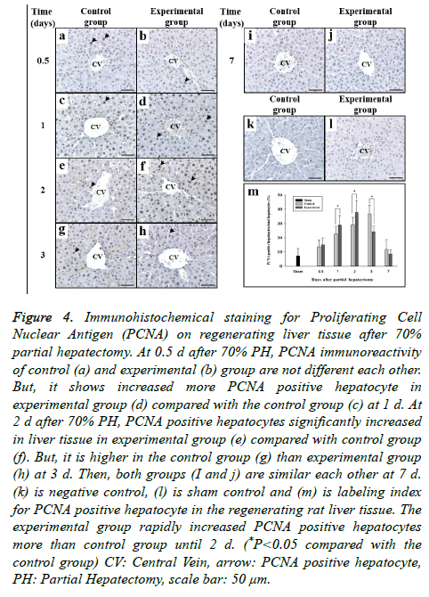 biomedres-Immunohistochemical