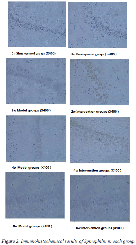 biomedres-Immunohistochemical-results