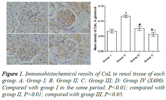 biomedres-Immunohistochemical-results-CaL