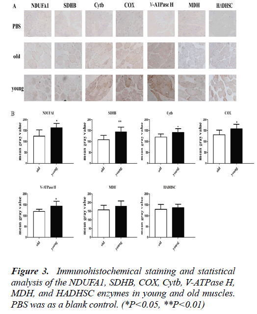 biomedres-Immunohistochemical-staining