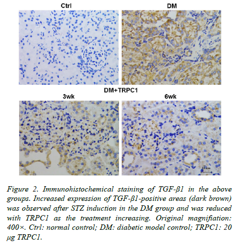 biomedres-Immunohistochemical-staining