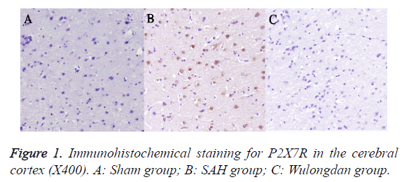 biomedres-Immunohistochemical-staining