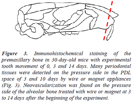 biomedres-Immunohistochemical-staining-premaxillary-bone