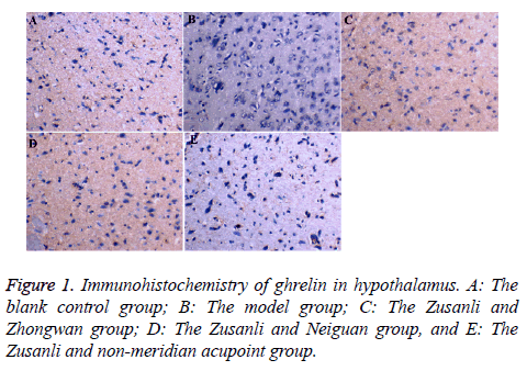 biomedres-Immunohistochemistry