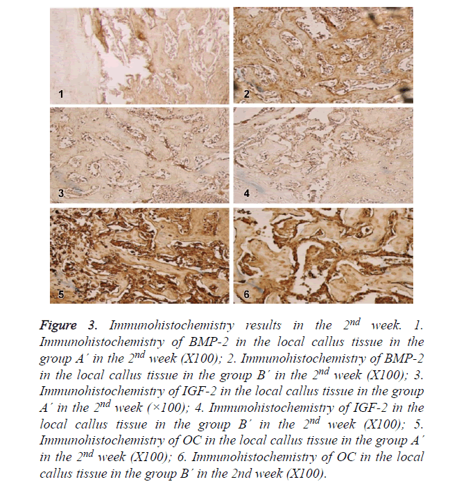 biomedres-Immunohistochemistry