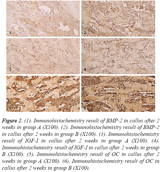 biomedres-Immunohistochemistry-result-BMP