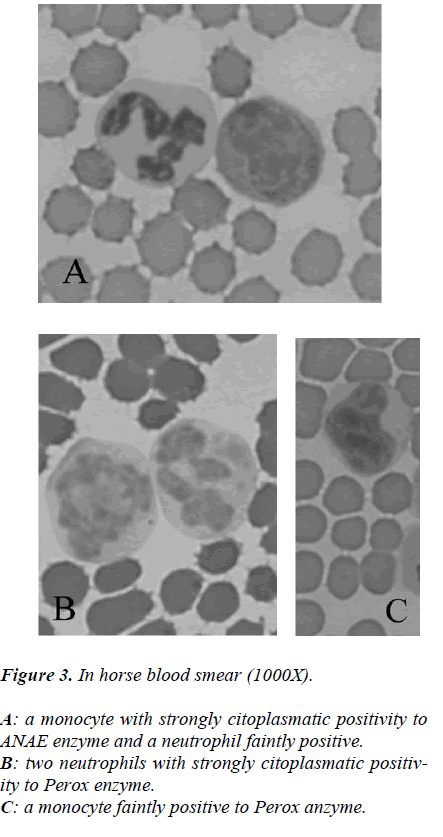 biomedres-In-horse-blood-smear