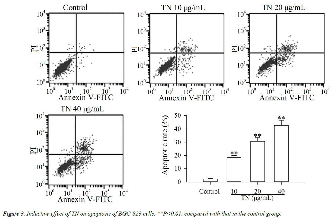 biomedres-Inductive-effect-apoptosis