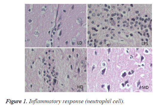 biomedres-Inflammatory-response