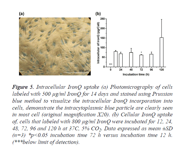 biomedres-Intracellular-IronQ