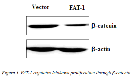 biomedres-Ishikawa-proliferation