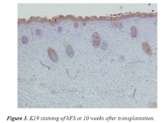 biomedres-K19-staining