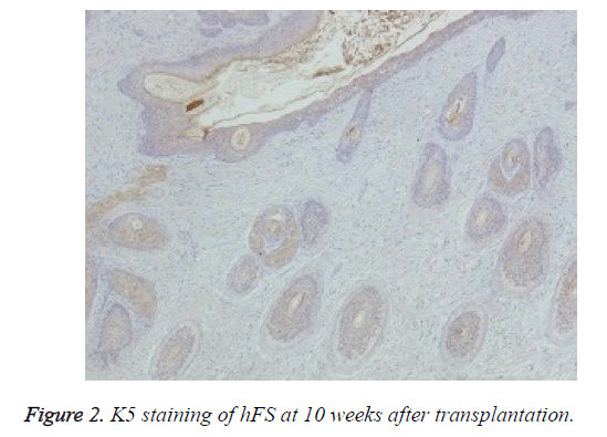 biomedres-K5-staining