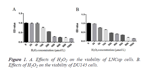 biomedres-LNCap-cells