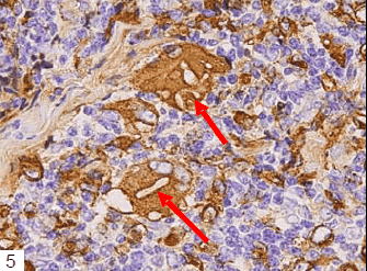 biomedres-Labeled-streptavidin