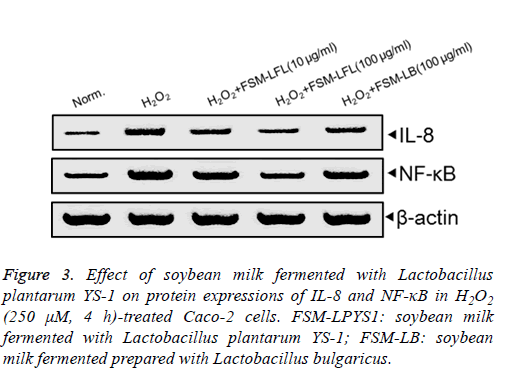 biomedres-Lactobacillus-plantarum