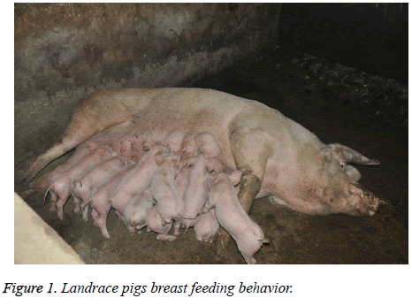 biomedres-Landrace-pigs