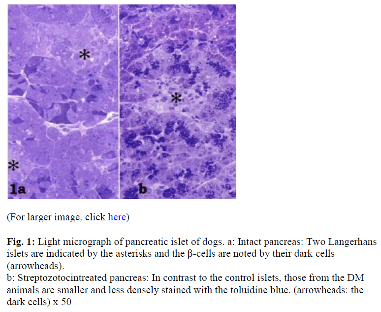 biomedres-Light-micrograph