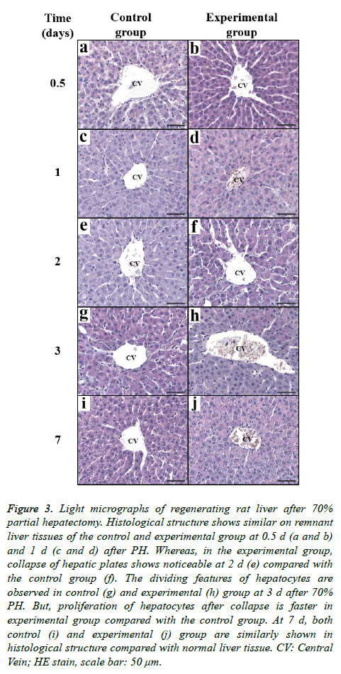 biomedres-Light-micrographs