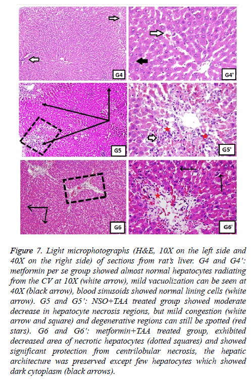 biomedres-Light-microphotographs