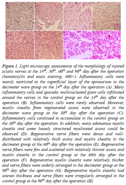 biomedres-Light-microscopy