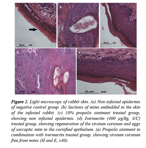 biomedres-Light-microscopy