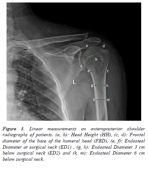 biomedres-Linear-measurements