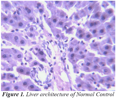 biomedres-Liver-architecture-Normal