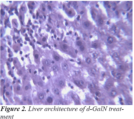 biomedres-Liver-architecture-treatment