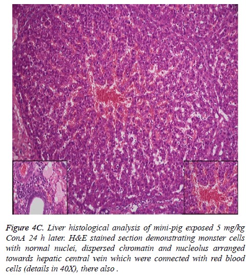 biomedres-Liver-histological