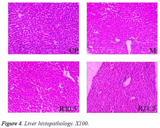 biomedres-Liver-histopathology