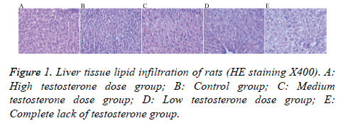 biomedres-Liver-tissue