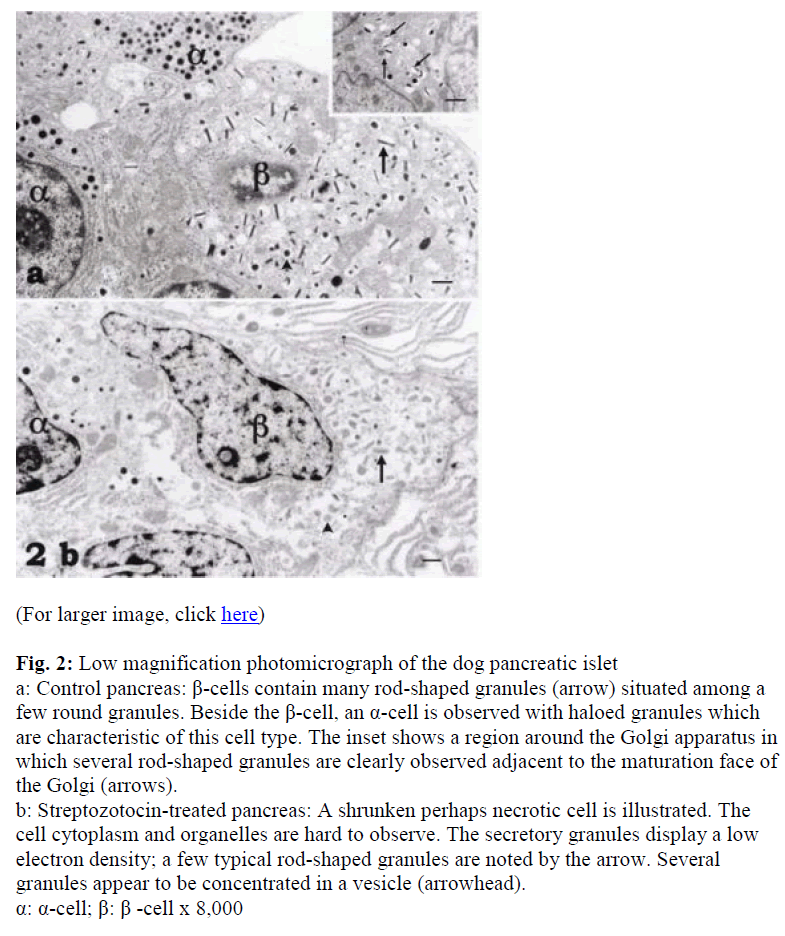 biomedres-Low-magnification